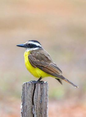 Büyük Kiskadee bem-te-vi 'nin (Pitangus sulphuratus) parlak sarı göğsünü vurgulayan seçici bir görüntüsü. Kuş bulanık bir arka planda vurgulanıyor. Brezilya Kuşu