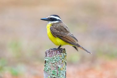 Büyük Kiskadee bem-te-vi 'nin (Pitangus sulphuratus) parlak sarı göğsünü vurgulayan seçici bir görüntüsü. Kuş bulanık bir arka planda vurgulanıyor. Brezilya Kuşu