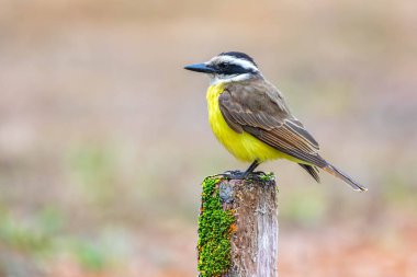 Büyük Kiskadee bem-te-vi 'nin (Pitangus sulphuratus) parlak sarı göğsünü vurgulayan seçici bir görüntüsü. Kuş bulanık bir arka planda vurgulanıyor. Brezilya Kuşu