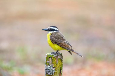 Büyük Kiskadee bem-te-vi 'nin (Pitangus sulphuratus) parlak sarı göğsünü vurgulayan seçici bir görüntüsü. Kuş bulanık bir arka planda vurgulanıyor. Brezilya Kuşu