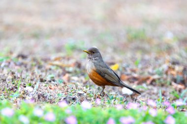 Brezilya 'nın canlı renklerini vurgulayan doğal ışıkta yakalanan bir kuş sembolü olan Mor Göğüslü Ardıç (Turdus rufiventris). Mükemmel fotoğraf. Sabi Laranjeira