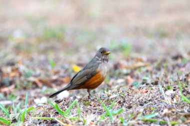 Brezilya 'nın canlı renklerini vurgulayan doğal ışıkta yakalanan bir kuş sembolü olan Mor Göğüslü Ardıç (Turdus rufiventris). Mükemmel fotoğraf. Sabi Laranjeira