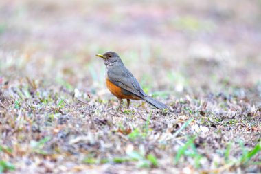 Brezilya 'nın canlı renklerini vurgulayan doğal ışıkta yakalanan bir kuş sembolü olan Mor Göğüslü Ardıç (Turdus rufiventris). Mükemmel fotoğraf. Sabi Laranjeira