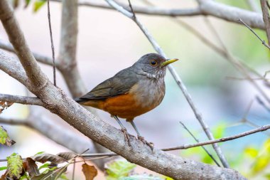Brezilya 'nın canlı renklerini vurgulayan doğal ışıkta yakalanan bir kuş sembolü olan Mor Göğüslü Ardıç (Turdus rufiventris). Mükemmel fotoğraf. Sabi Laranjeira