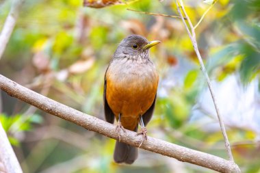 Brezilya 'nın canlı renklerini vurgulayan doğal ışıkta yakalanan bir kuş sembolü olan Mor Göğüslü Ardıç (Turdus rufiventris). Mükemmel fotoğraf. Sabi Laranjeira