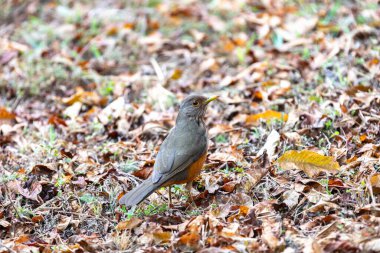Brezilya 'nın canlı renklerini vurgulayan doğal ışıkta yakalanan bir kuş sembolü olan Mor Göğüslü Ardıç (Turdus rufiventris). Mükemmel fotoğraf. Sabi Laranjeira