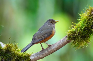 Mor göğüslü Thrush Turdus Rufiventris, bir kuş sembolü. Brezilya 'nın mükemmel fotolü, doğal ışıkla çekiliyor.