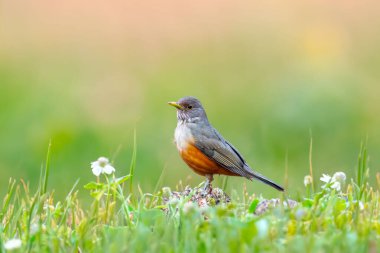 Brezilya 'nın canlı renklerini vurgulayan doğal ışıkta yakalanan bir kuş sembolü olan Mor Göğüslü Ardıç (Turdus rufiventris). Mükemmel fotoğraf. Sabi Laranjeira.