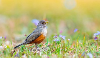 Brezilya 'nın canlı renklerini vurgulayan doğal ışıkta yakalanan bir kuş sembolü olan Mor Göğüslü Ardıç (Turdus rufiventris). Mükemmel fotoğraf. Sabi Laranjeira.