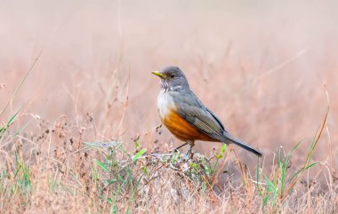 Brezilya 'nın canlı renklerini vurgulayan doğal ışıkta yakalanan bir kuş sembolü olan Mor Göğüslü Ardıç (Turdus rufiventris). Mükemmel fotoğraf. Sabi Laranjeira.