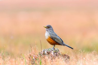 Brezilya 'nın canlı renklerini vurgulayan doğal ışıkta yakalanan bir kuş sembolü olan Mor Göğüslü Ardıç (Turdus rufiventris). Mükemmel fotoğraf. Sabi Laranjeira.