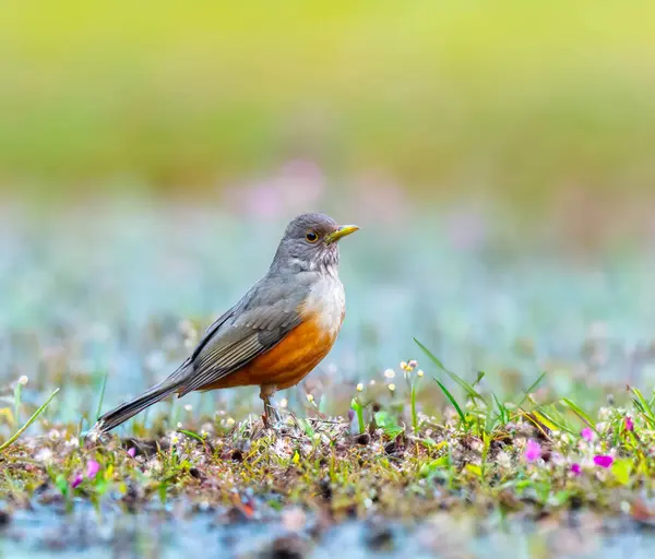 Brezilya 'nın canlı renklerini vurgulayan doğal ışıkta yakalanan bir kuş sembolü olan Mor Göğüslü Ardıç (Turdus rufiventris). Mükemmel fotoğraf. Sabi Laranjeira.