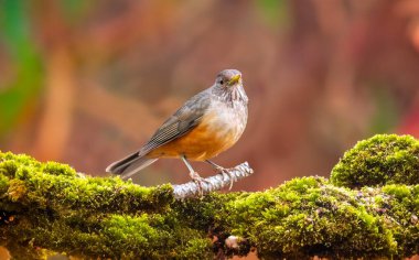 Brezilya Mor Göğüslü Ardıç kuşu, Turdus Rufiventris, Brezilya 'nın canlı renklerini vurgulayan doğal ışıkta yakalanan bir kuş sembolü. Mükemmel fotoğraf. Turuncu ardıç kuşu..