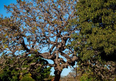 Pequi ağacı, Brezilya Cerrado Biomu 'nun tipik bükülmüş gövdesiyle, kışın yapraksız. Caryocar Brezilya