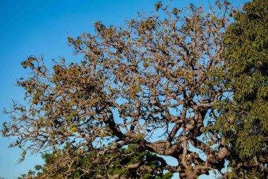 Pequi ağacı, Brezilya Cerrado Biomu 'nun tipik bükülmüş gövdesiyle, kışın yapraksız. Caryocar Brezilya