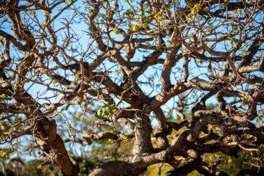 Pequi ağacı, Brezilya Cerrado Biomu 'nun tipik bükülmüş gövdesiyle, kışın yapraksız. Caryocar Brezilya