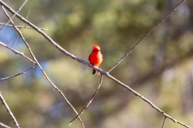 Küçük kırmızı ve siyah kuş Pyrocephalus Rubinus, bir prens olarak bilinen göçmen, kızıl sinek, günbatımı anne ve çocuk, öküz kanı