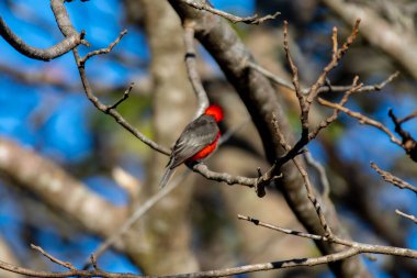 Küçük kırmızı ve siyah kuş Pyrocephalus Rubinus, bir prens olarak bilinen göçmen, kızıl sinek, günbatımı anne ve çocuk, öküz kanı
