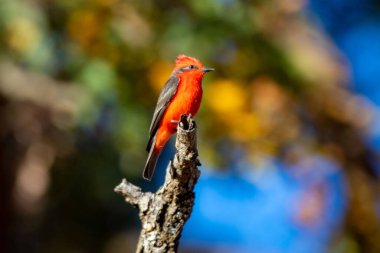 Küçük kırmızı ve siyah kuş Pyrocephalus Rubinus, bir prens olarak bilinen göçmen, kızıl sinek, günbatımı anne ve çocuk, öküz kanı