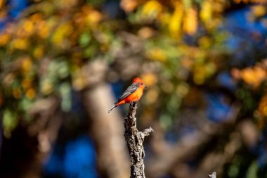Küçük kırmızı ve siyah kuş Pyrocephalus Rubinus, bir prens olarak bilinen göçmen, kızıl sinek, günbatımı anne ve çocuk, öküz kanı