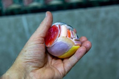 Kullanılan sabunların renkleri, ekonominin maksimum ifadesi ve sürdürülebilirliği