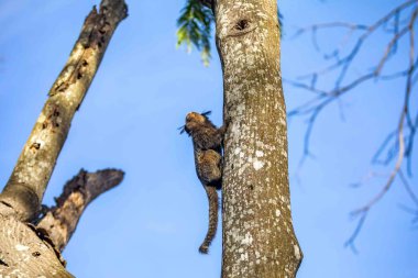Küçük primat, Brezilya marmoseti, Callithrix penisillata, Cerrado biyomunun önemli bir bölümünde yaşar. Sagui.