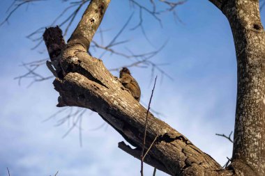 Küçük primat, Brezilya marmoseti, Callithrix penisillata, Cerrado biyomunun önemli bir bölümünde yaşar. Sagui.