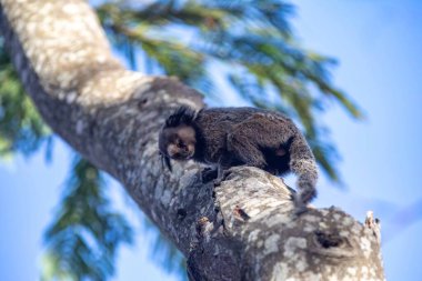 Küçük primat, Brezilya marmoseti, Callithrix penisillata, Cerrado biyomunun önemli bir bölümünde yaşar. Sagui.