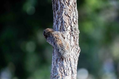 Küçük primat, Brezilya marmoseti, Callithrix penisillata, Cerrado biyomunun önemli bir bölümünde yaşar. Sagui.