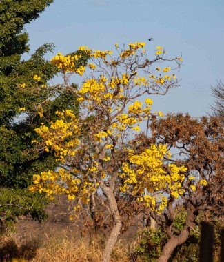 Brezilya 'nın çiçek açan ağaç sembolü, canlı sarı çiçekli sarı ip (Handroanthus albus)..