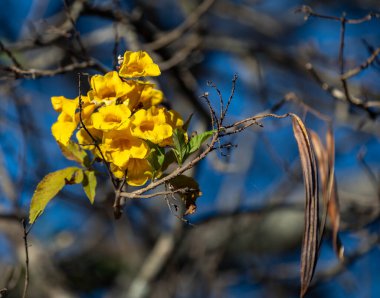 Muhteşem ve zıt Brezilya sarı ip çiçeği Handroanthus albus, Bignoniaceae, Ağustos ve Eylül aylarında çiçek açar.