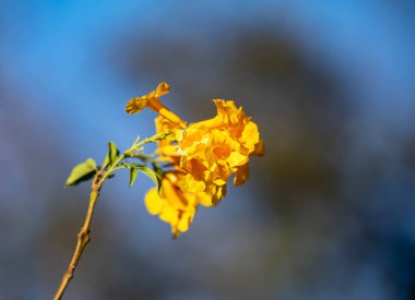 Muhteşem ve zıt Brezilya sarı ip çiçeği Handroanthus albus, Bignoniaceae, Ağustos ve Eylül aylarında çiçek açar.