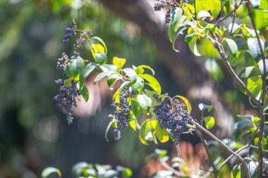 Privet (Ligustrum lucidum), Oleaceae familyasından Çin 'e özgü bir ağaç türü. Küçük meyveleri kuşlar için çok değerli ve çekicidir..