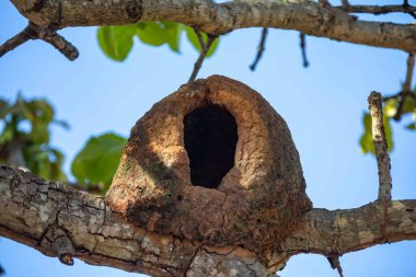 Joo de Barro Bird, Furnarius Rufus, kilden yuva yapar. Güney Amerika ikonik kuşu