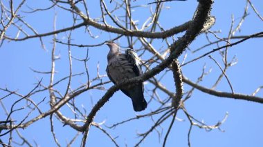 Beyaz kanatlı güvercin (Patagioenas picazuro) Brezilya 'nın kuzeydoğusunda Paraguay, Uruguay, Bolivya ve Arjantin' de bulunan bir kuş türü..