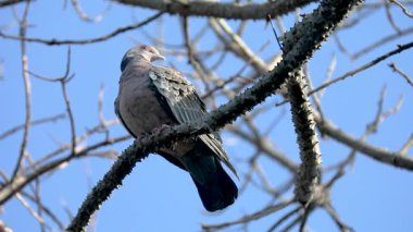 Beyaz kanatlı güvercin (Patagioenas picazuro) Brezilya 'nın kuzeydoğusunda Paraguay, Uruguay, Bolivya ve Arjantin' de bulunan bir kuş türü..