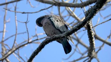 Beyaz kanatlı güvercin (Patagioenas picazuro) Brezilya 'nın kuzeydoğusunda Paraguay, Uruguay, Bolivya ve Arjantin' de bulunan bir kuş türü..