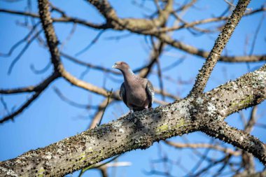 Beyaz kanatlı güvercin (Patagioenas picazuro) Brezilya 'nın kuzeydoğusunda Paraguay, Uruguay, Bolivya ve Arjantin' de bulunan bir kuş türü..