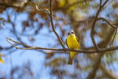 Kuş Megarynchus pitangua olarak bilinen neinei, nem nem nem, siriri, bentevi düz gagalı, bem-te-vi 'ye benzer.