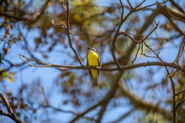 Kuş Megarynchus pitangua olarak bilinen neinei, nem nem nem, siriri, bentevi düz gagalı, bem-te-vi 'ye benzer.