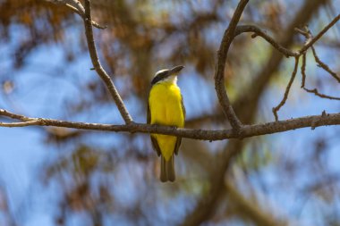 Kuş Megarynchus pitangua olarak bilinen neinei, nem nem nem, siriri, bentevi düz gagalı, bem-te-vi 'ye benzer.