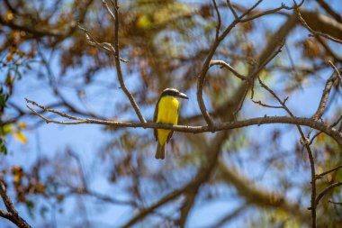 Kuş Megarynchus pitangua olarak bilinen neinei, nem nem nem, siriri, bentevi düz gagalı, bem-te-vi 'ye benzer.