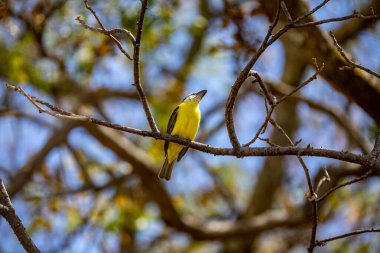Kuş Megarynchus pitangua olarak bilinen neinei, nem nem nem, siriri, bentevi düz gagalı, bem-te-vi 'ye benzer.