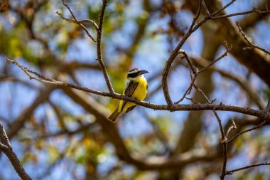 Kuş Megarynchus pitangua olarak bilinen neinei, nem nem nem, siriri, bentevi düz gagalı, bem-te-vi 'ye benzer.