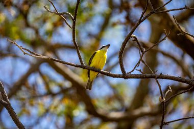 Kuş Megarynchus pitangua olarak bilinen neinei, nem nem nem, siriri, bentevi düz gagalı, bem-te-vi 'ye benzer.