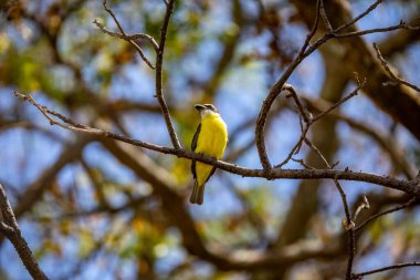 Kuş Megarynchus pitangua olarak bilinen neinei, nem nem nem, siriri, bentevi düz gagalı, bem-te-vi 'ye benzer.