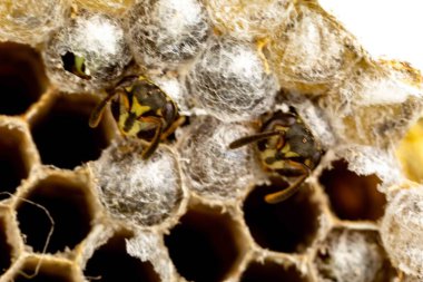 Nadir bulunan tropikal arı kovanlarından balmumu tarağı larva ve sen