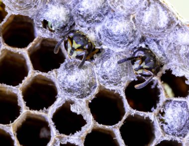 Nadir bulunan tropikal arı kovanlarından balmumu tarağı larva ve sen