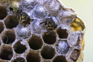 Nadir bulunan tropikal arı kovanlarından balmumu tarağı larva ve sen