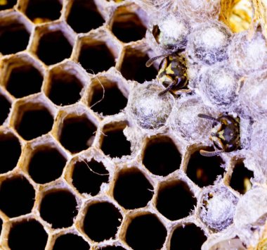 Nadir bulunan tropikal arı kovanlarından balmumu tarağı larva ve sen